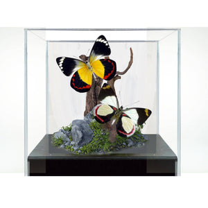 Delias Butterflies (Jezebels) Diorama