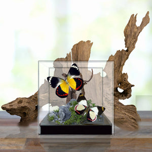 Delias Butterflies (Jezebels) Diorama