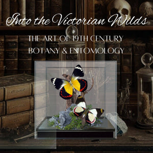 Delias Butterflies (Jezebels) Diorama