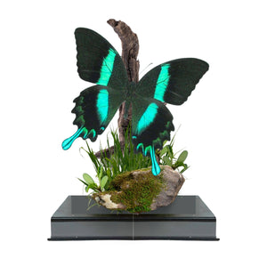 Jeweled Swallowtail Butterfly Diorama