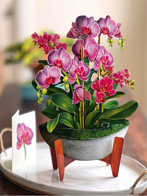 Orchid Oasis Pop-Up Bouquet