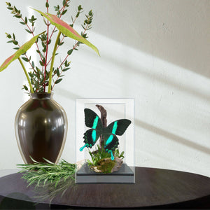 Jeweled Swallowtail Butterfly Diorama