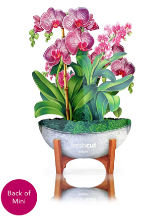 Mini Orchid Oasis Pop-Up Bouquet