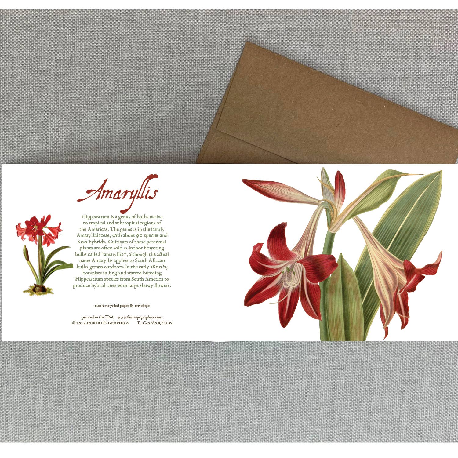 Amaryllis Card