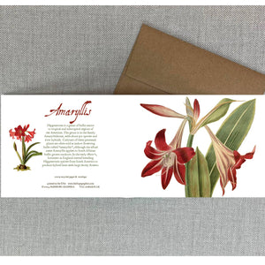 Amaryllis Card