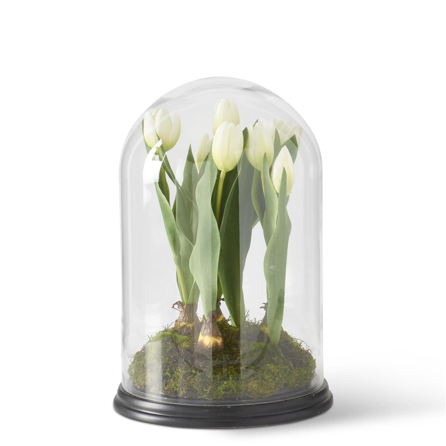 White Tulips in Glass Cloche