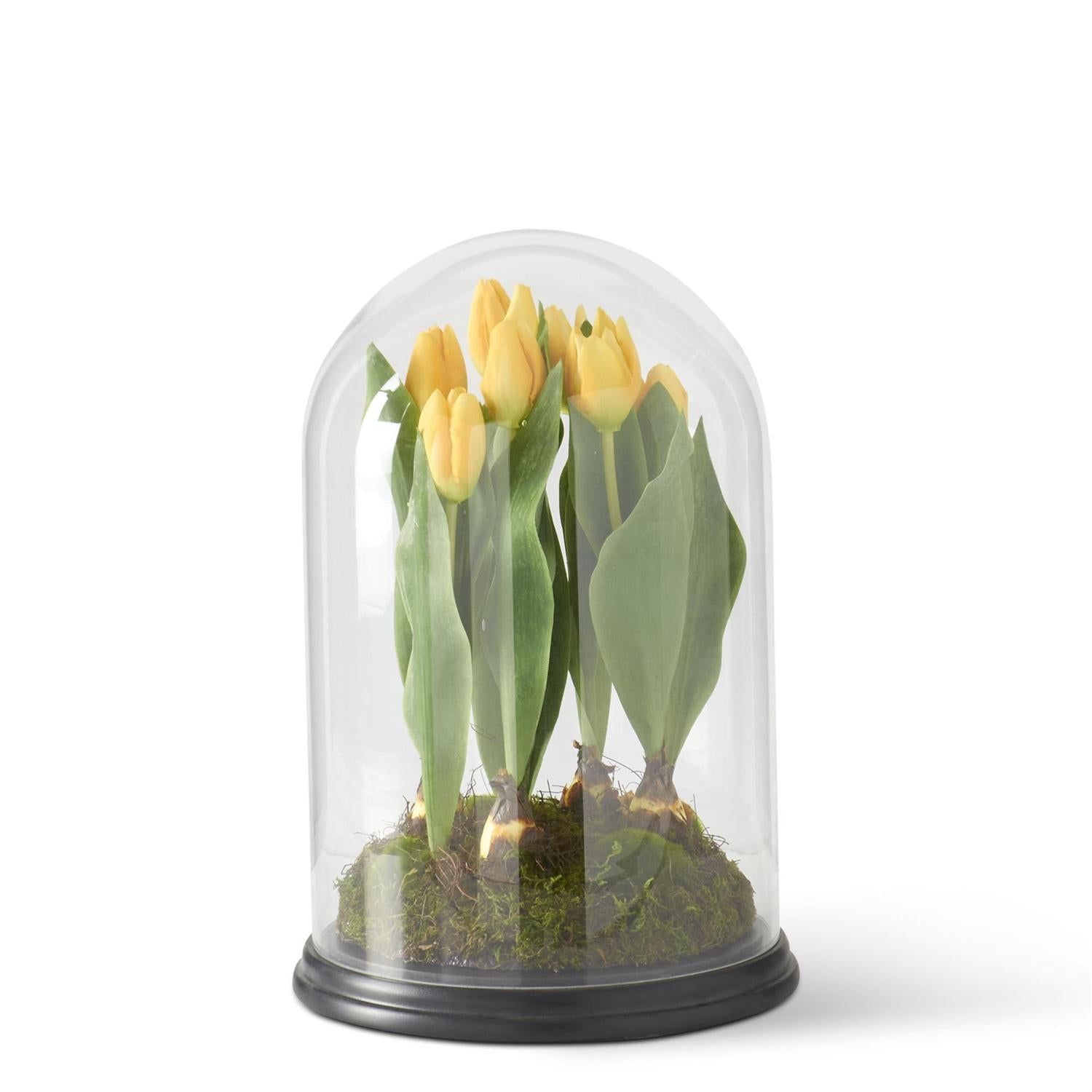Yellow Tulips in Glass Cloche