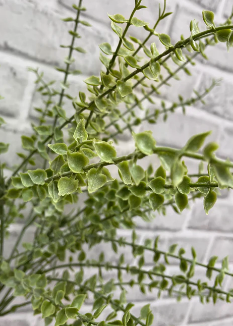 20" Mini Eucalyptus Bush