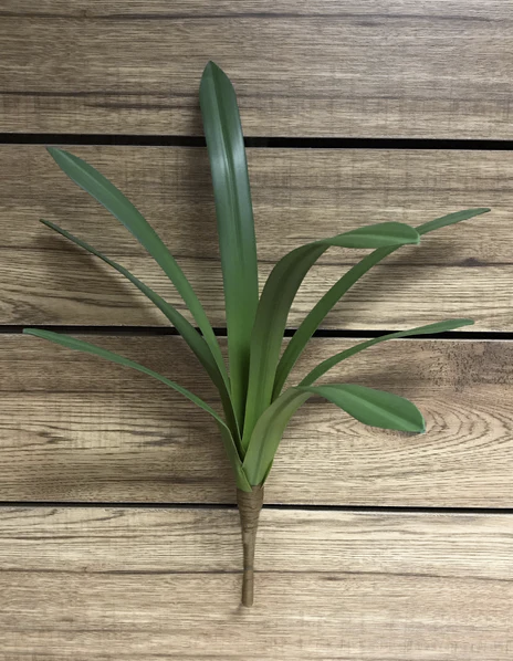 22" CYMBIDIUM LEAVES BUSH