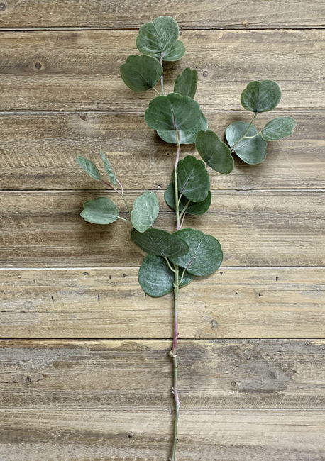 26.5" Silver Dollar Eucalyptus Spray