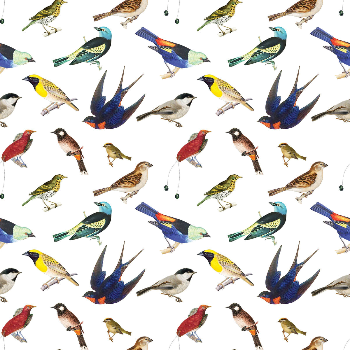 Songbirds Gift Wrap Single Sheet