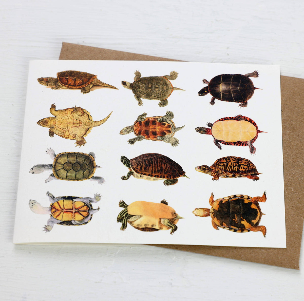Turtles Card