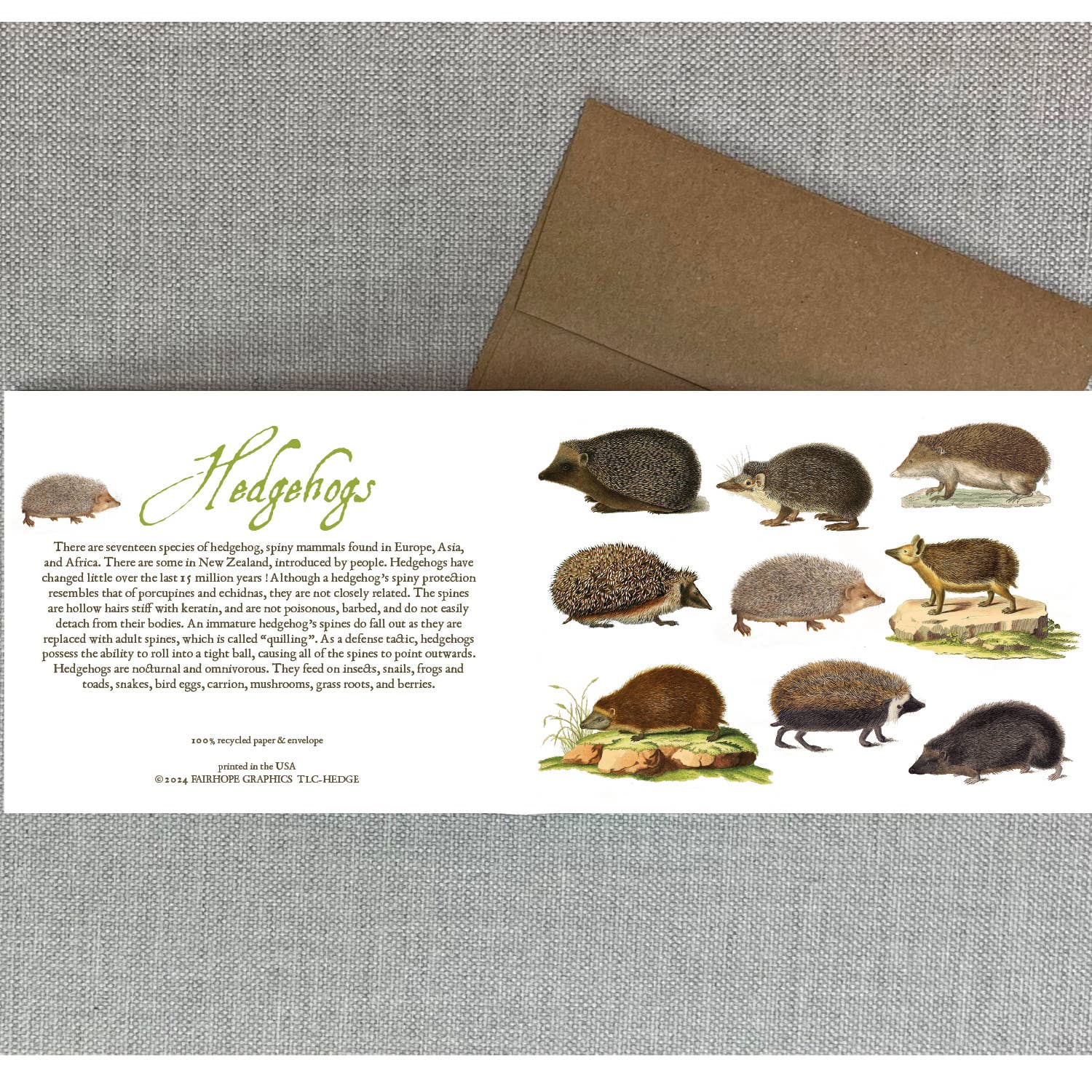 Hedgehogs Card