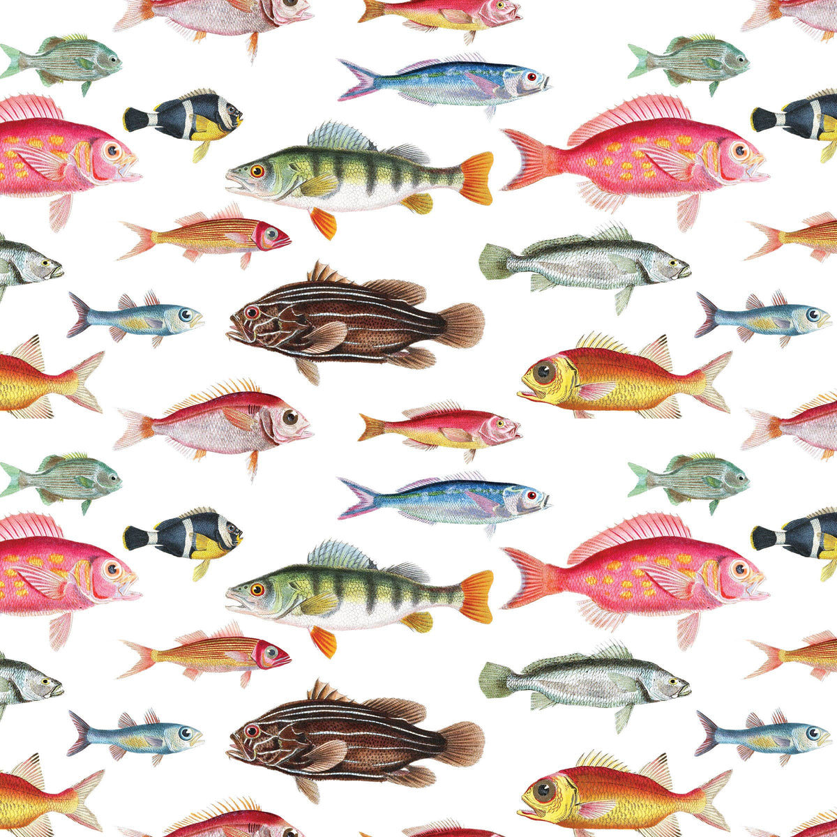 Cuvier's Fish Gift Wrap Single Sheet
