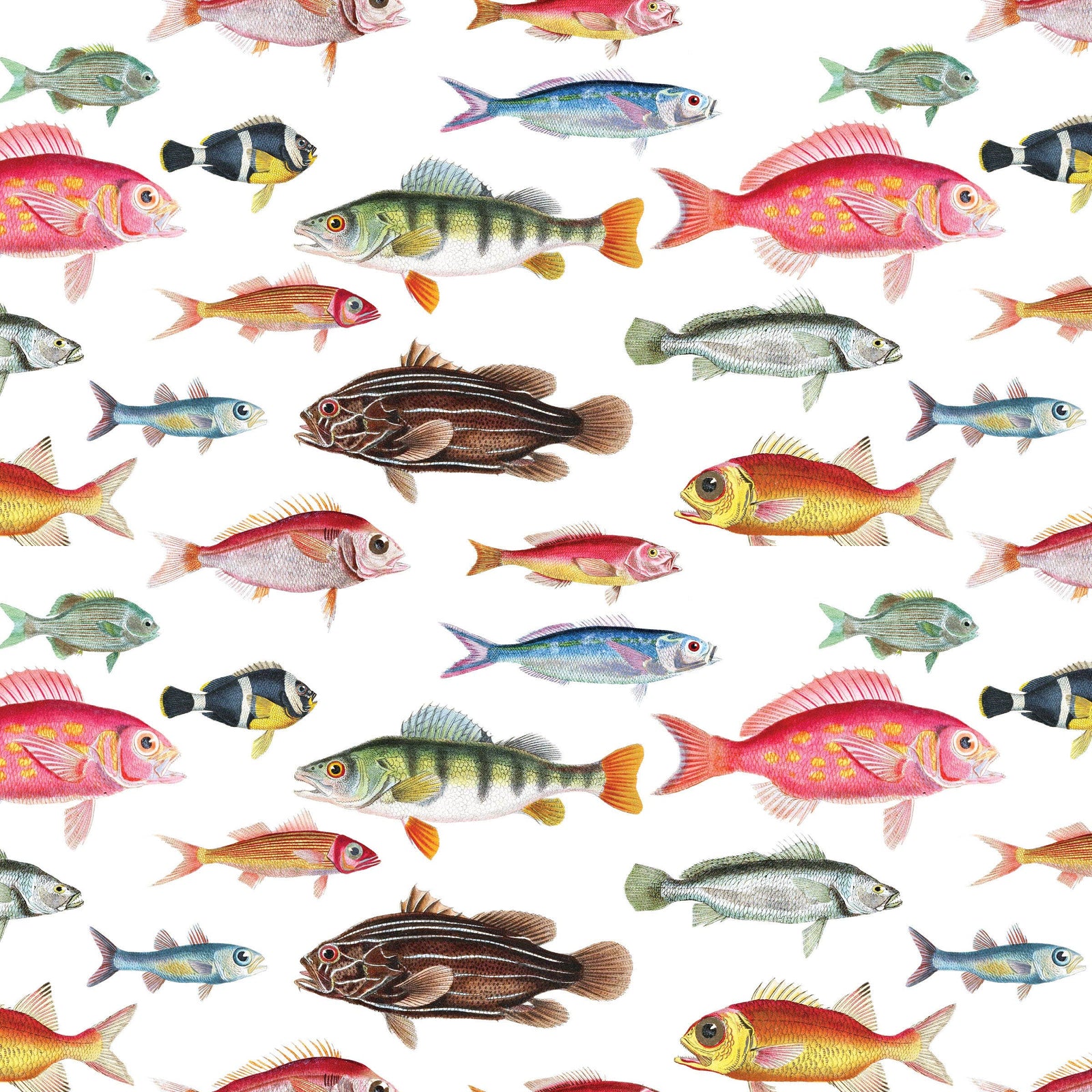 Cuvier's Fish Gift Wrap Single Sheet