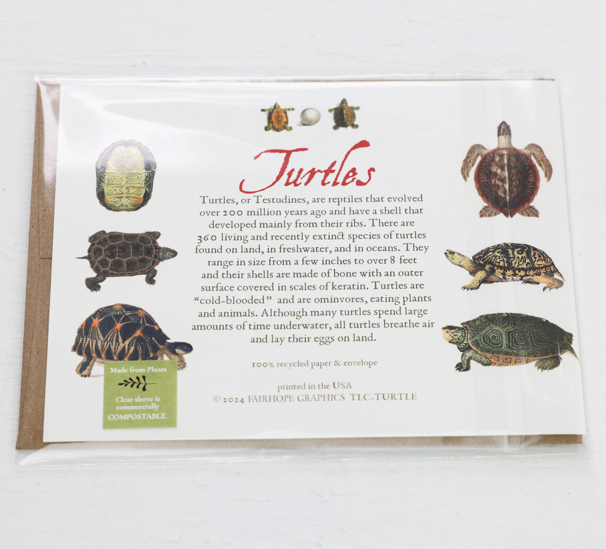 Turtles Card