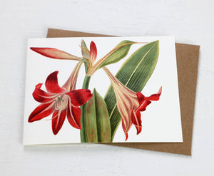 Amaryllis Card