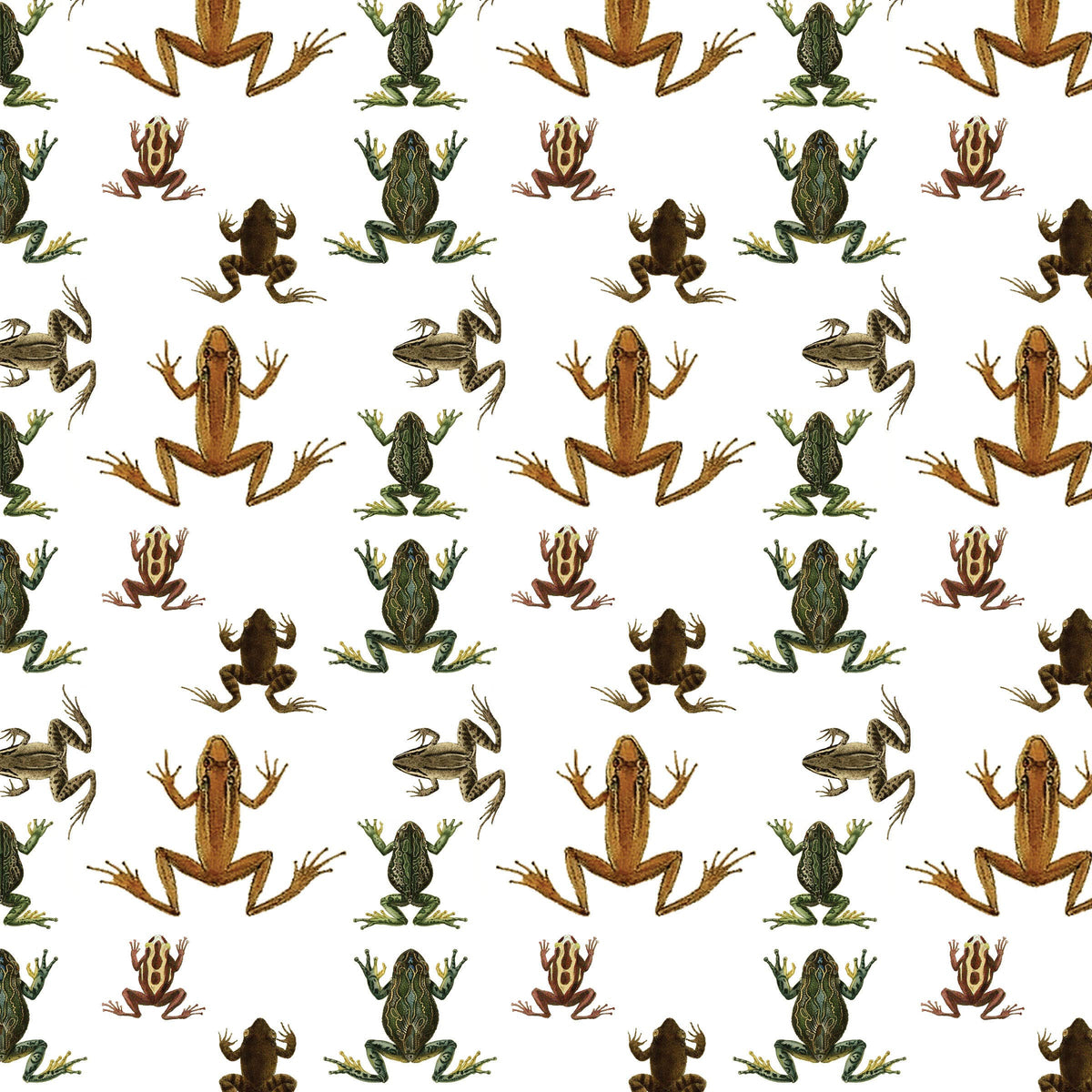 Frogs Gift Wrap Single Sheet