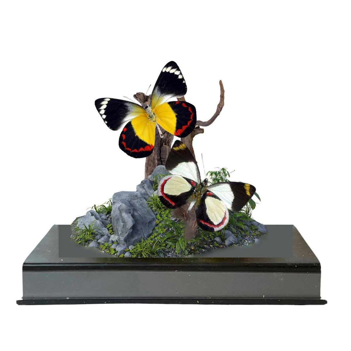 Delias Butterflies (Jezebels) Diorama
