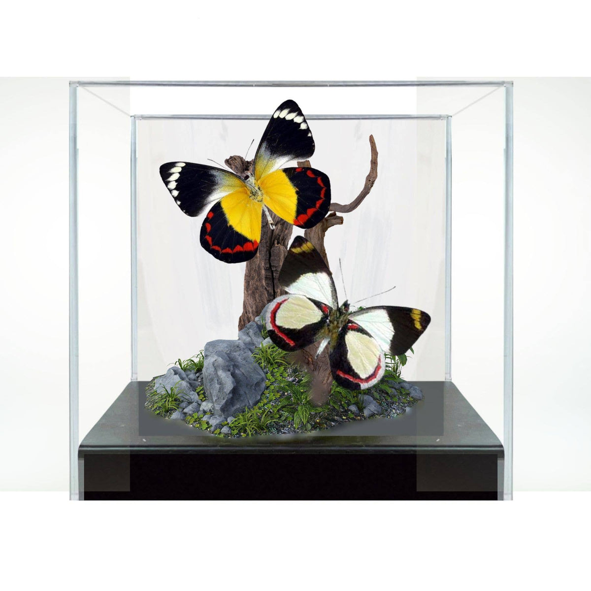 Delias Butterflies (Jezebels) Diorama