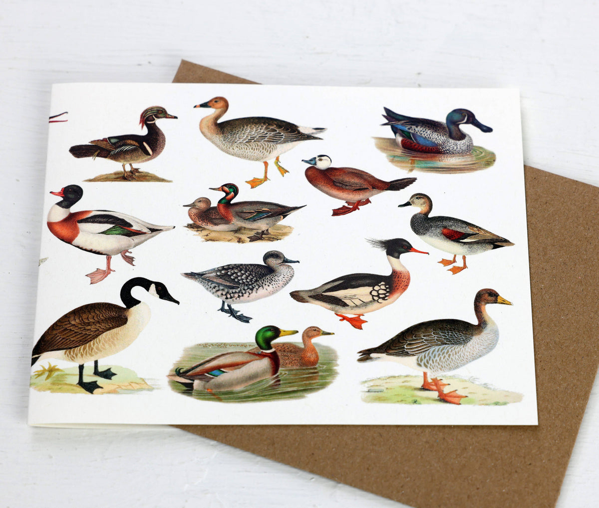 Ducks and Geese card