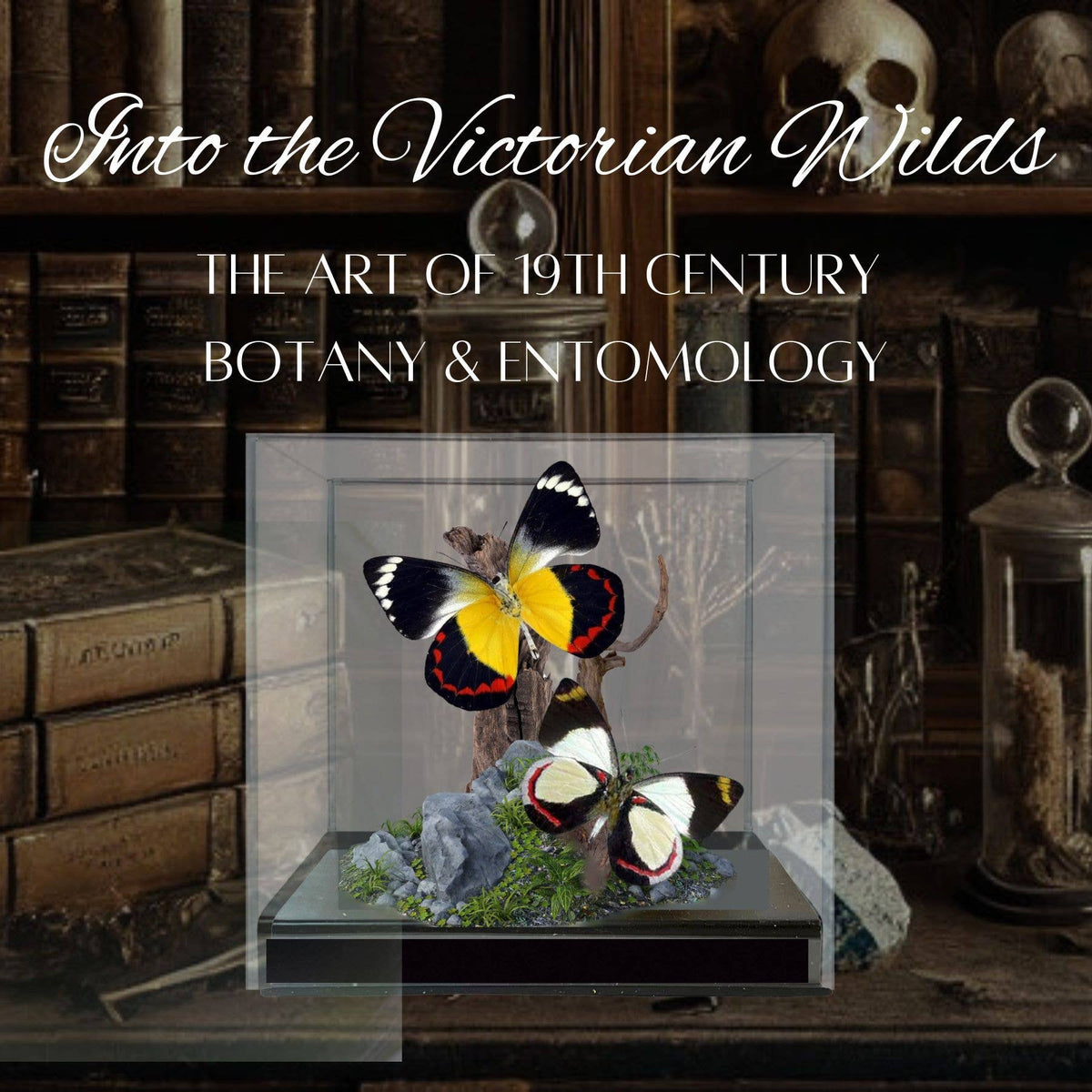 Delias Butterflies (Jezebels) Diorama