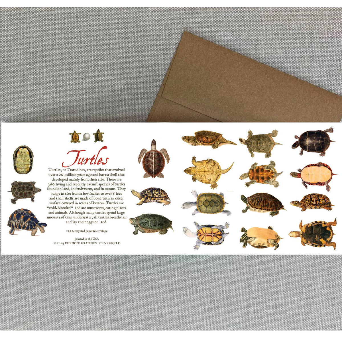Turtles Card