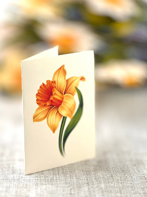 English Daffodils Pop-Up Bouquet