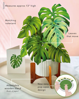 Monstera Pop-Up Bouquet