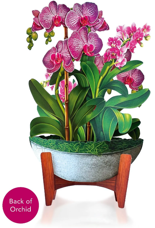 Orchid Oasis Pop-Up Bouquet
