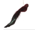 Feather Long Tail Bird Burgundy