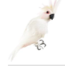 White and Pink Parrot