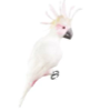 White and Pink Parrot