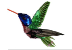 Hummingbird Blue-Pink Sequin
