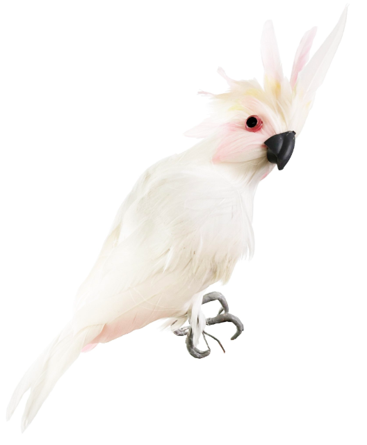 White and Pink Parrot
