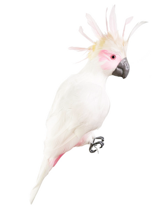 White and Pink Parrot