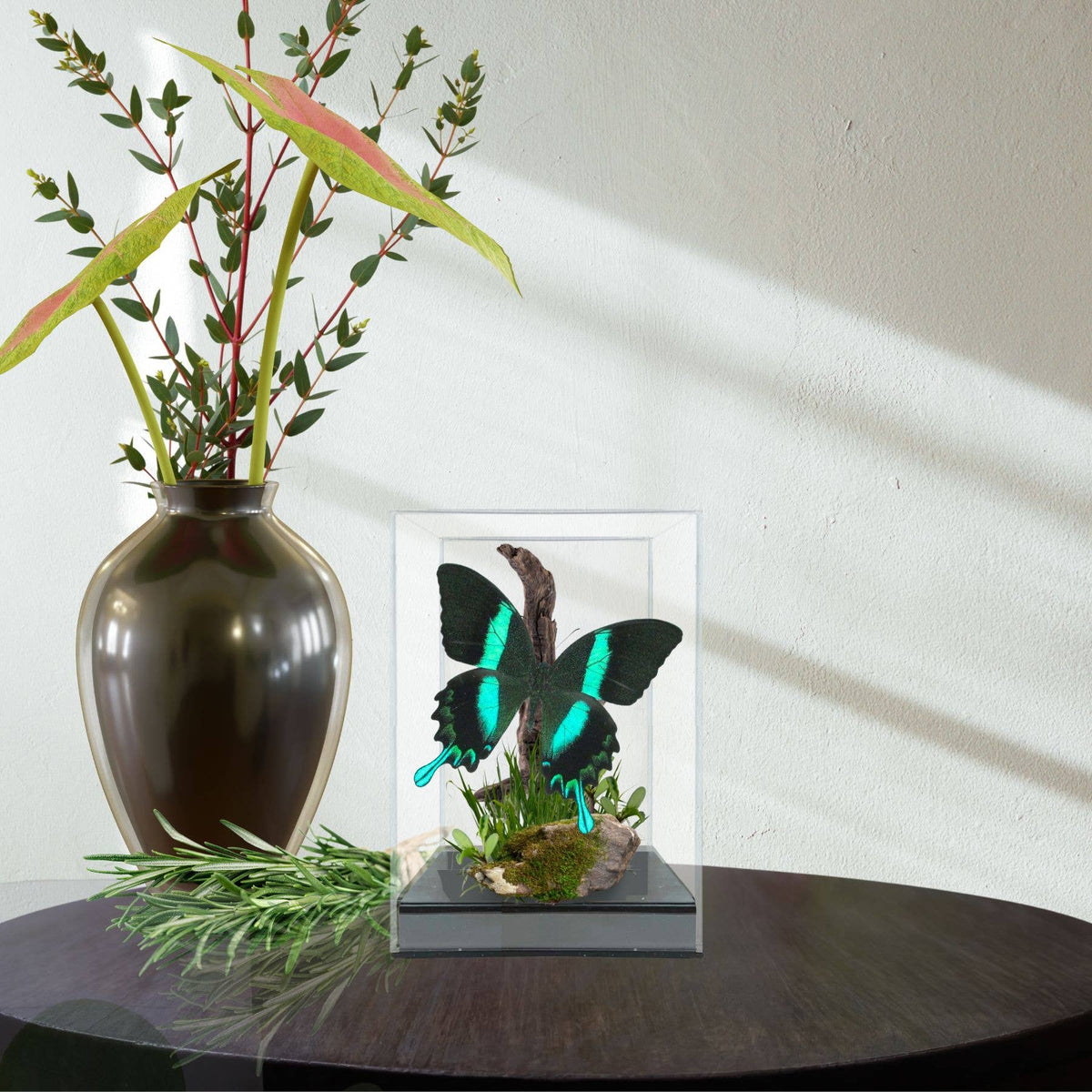 Jeweled Swallowtail Butterfly Diorama