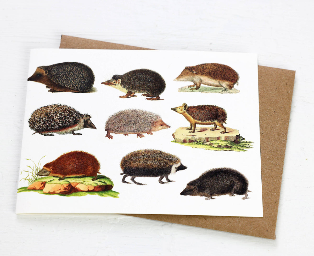Hedgehogs Card