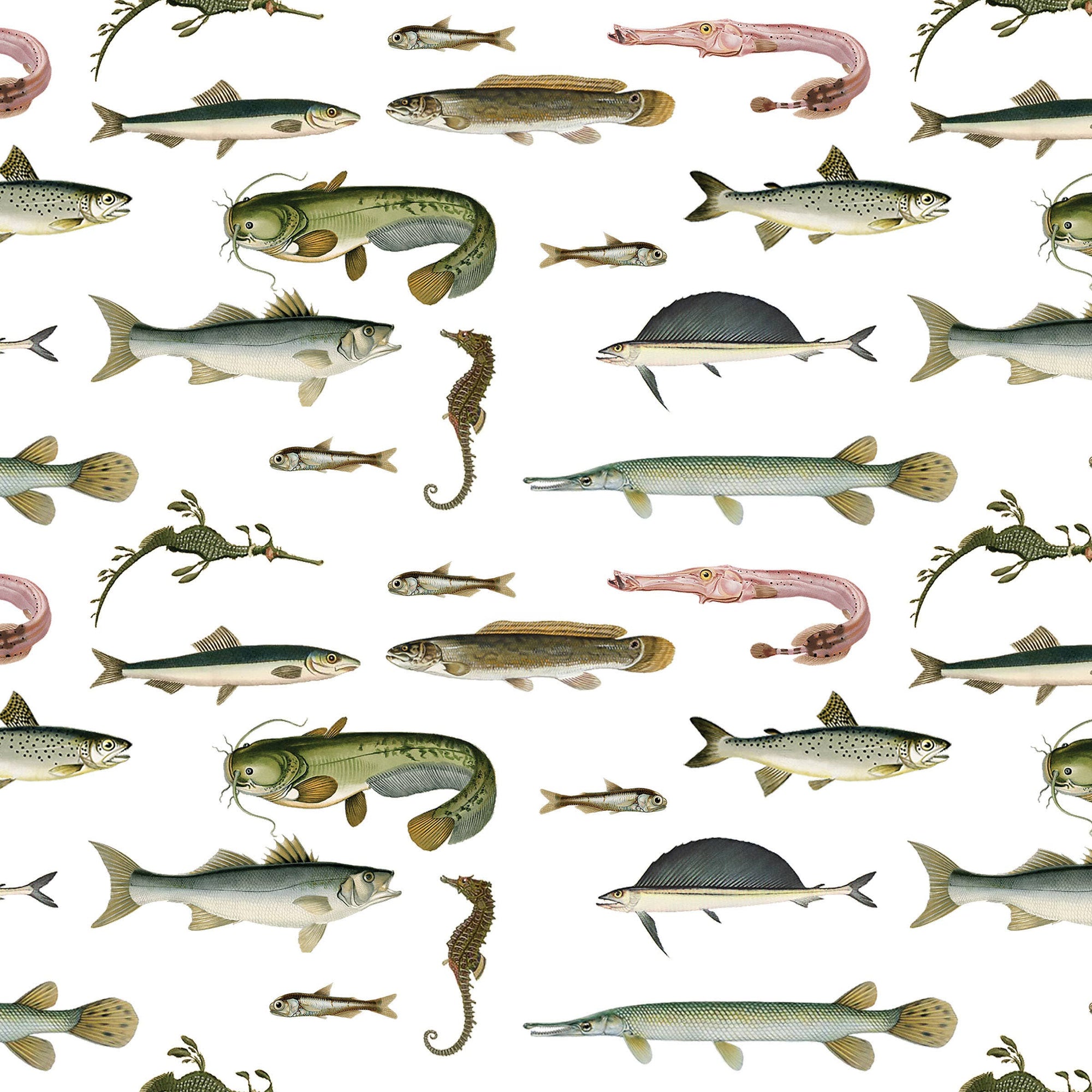 Rayfinned Fishes Gift Wrap