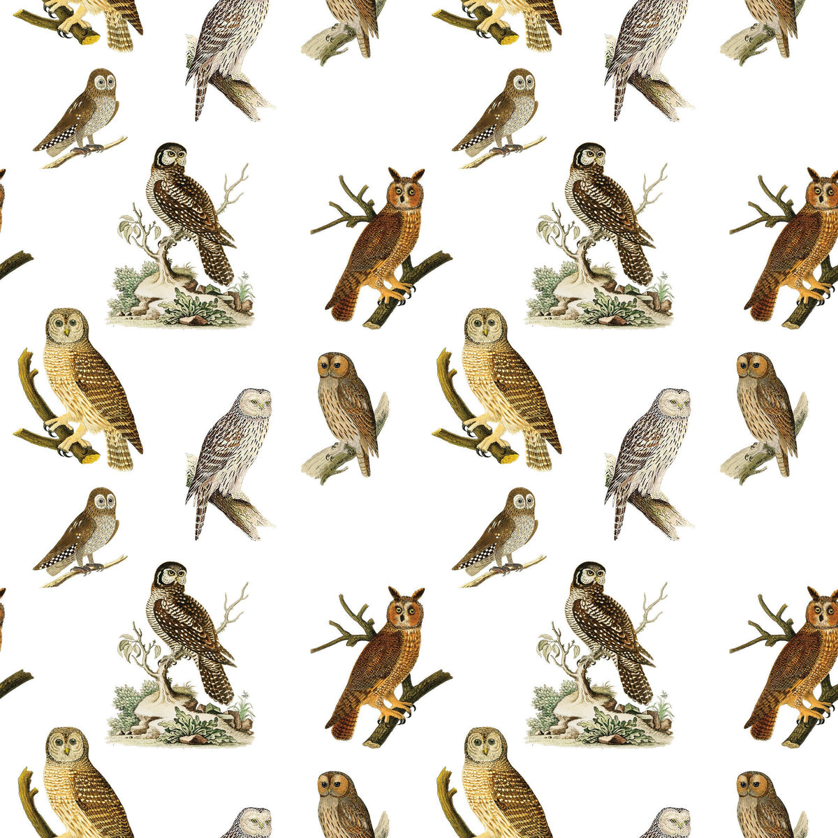 Owls Gift Wrap Single Sheet