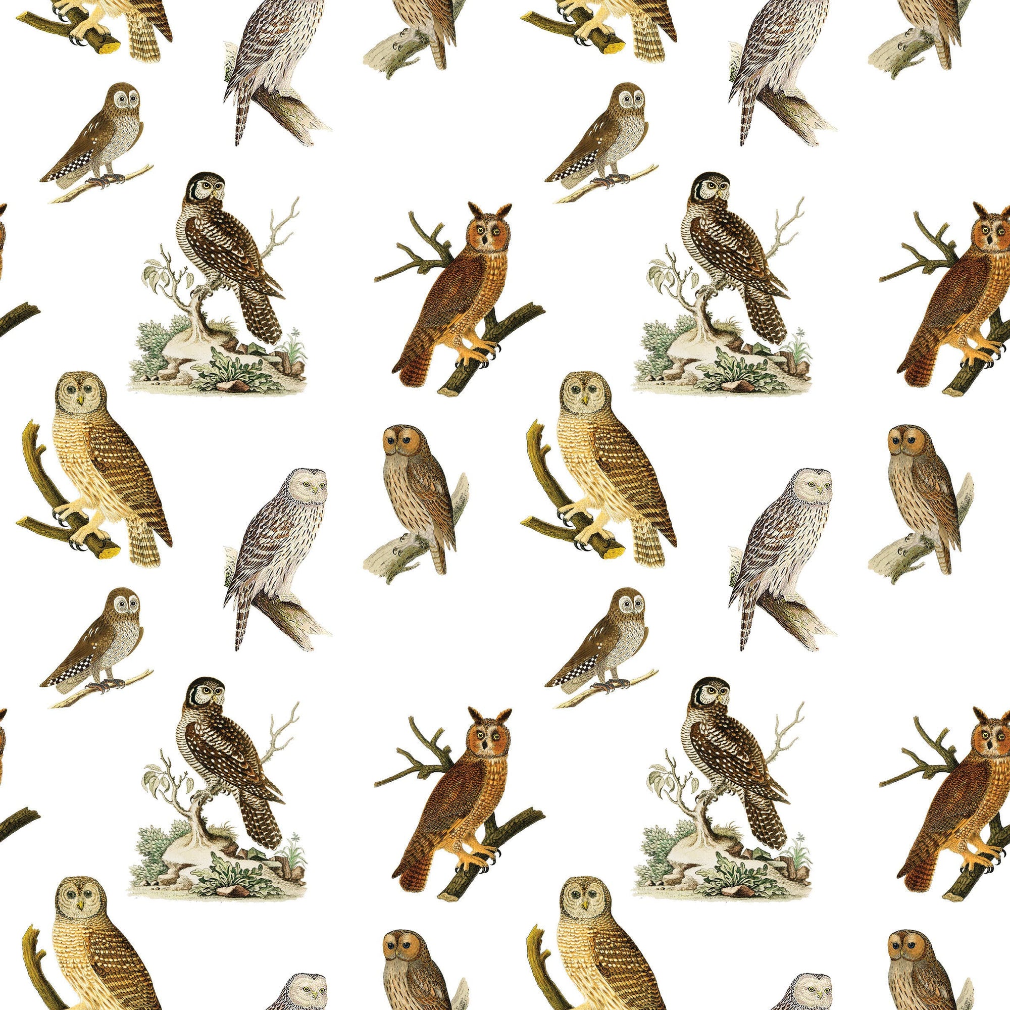Owls Gift Wrap Single Sheet