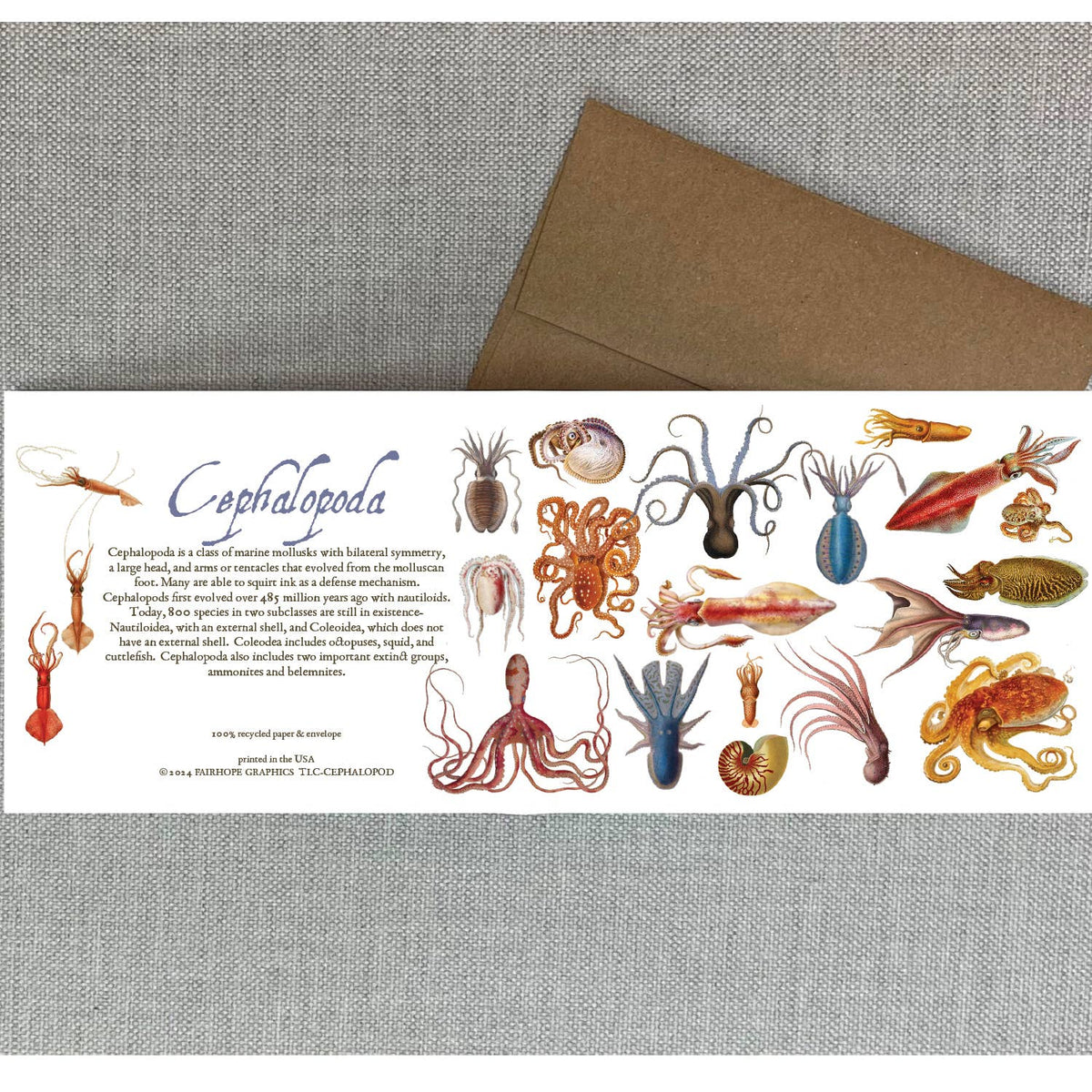 Cephalopods Card