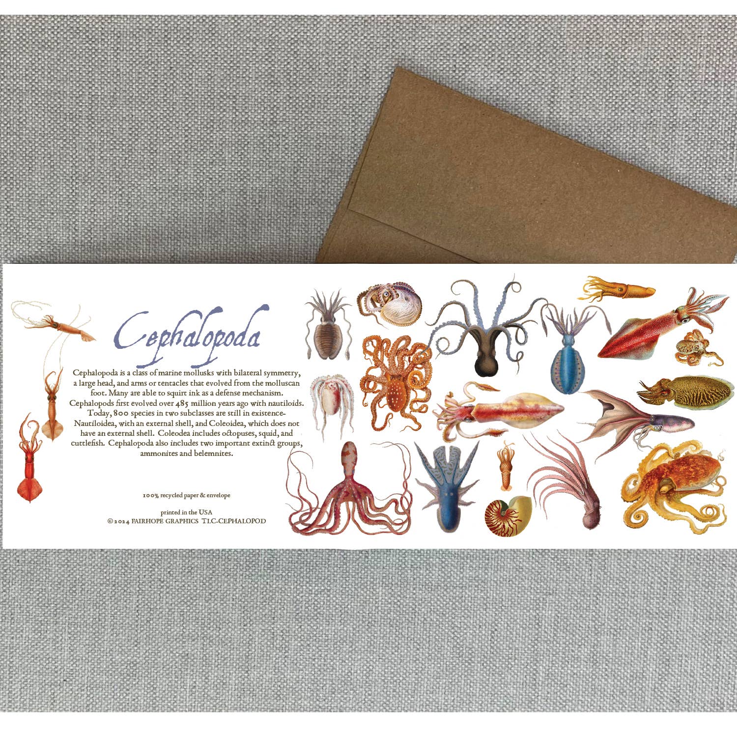 Cephalopods Card