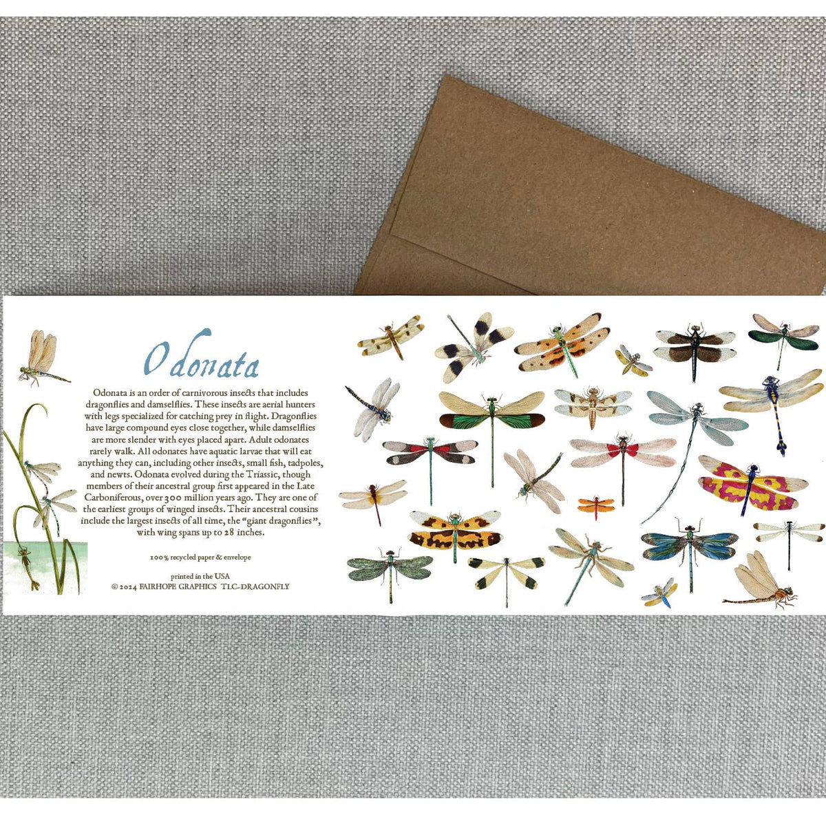 Dragonflies Card