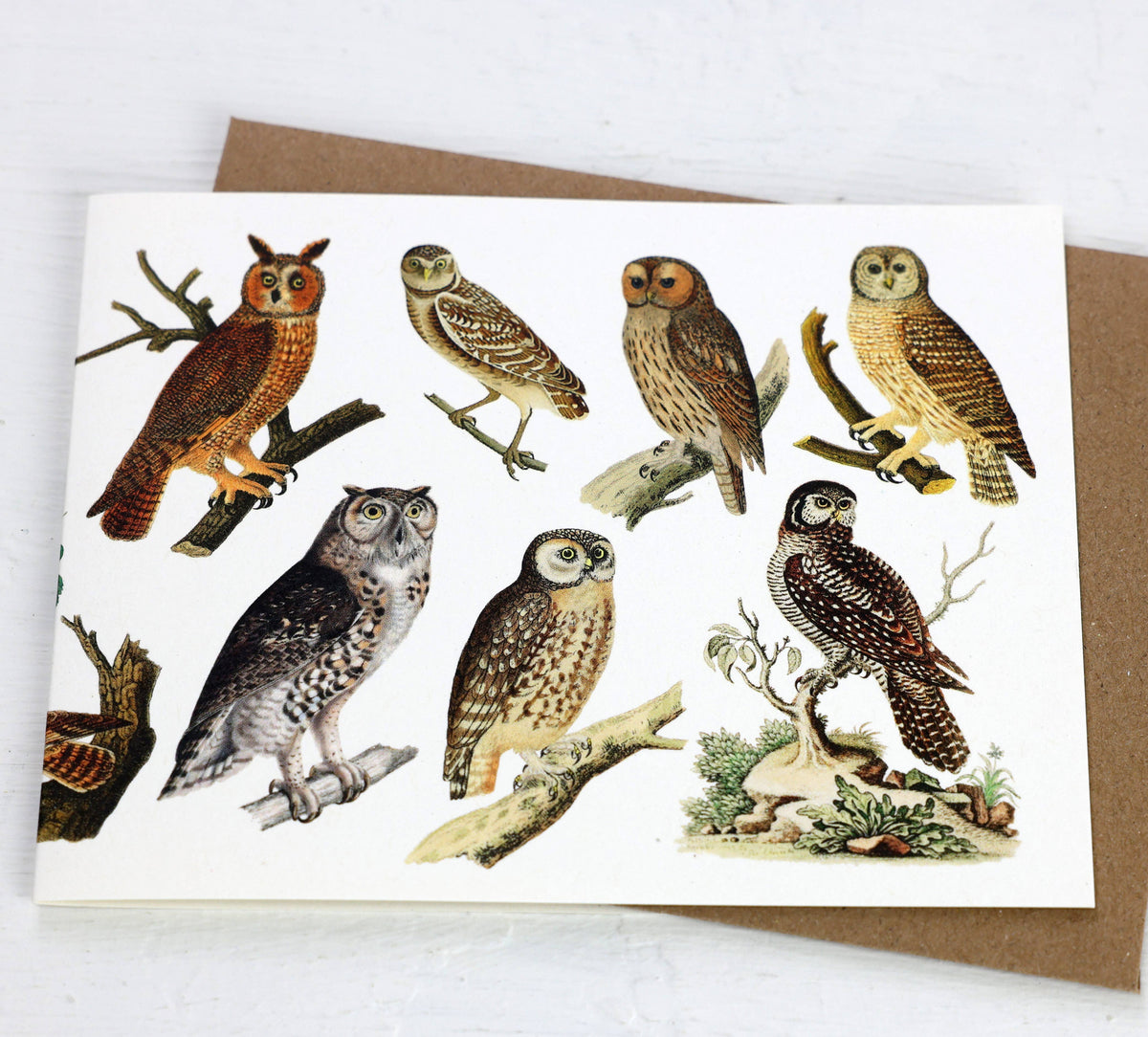 Owls Card
