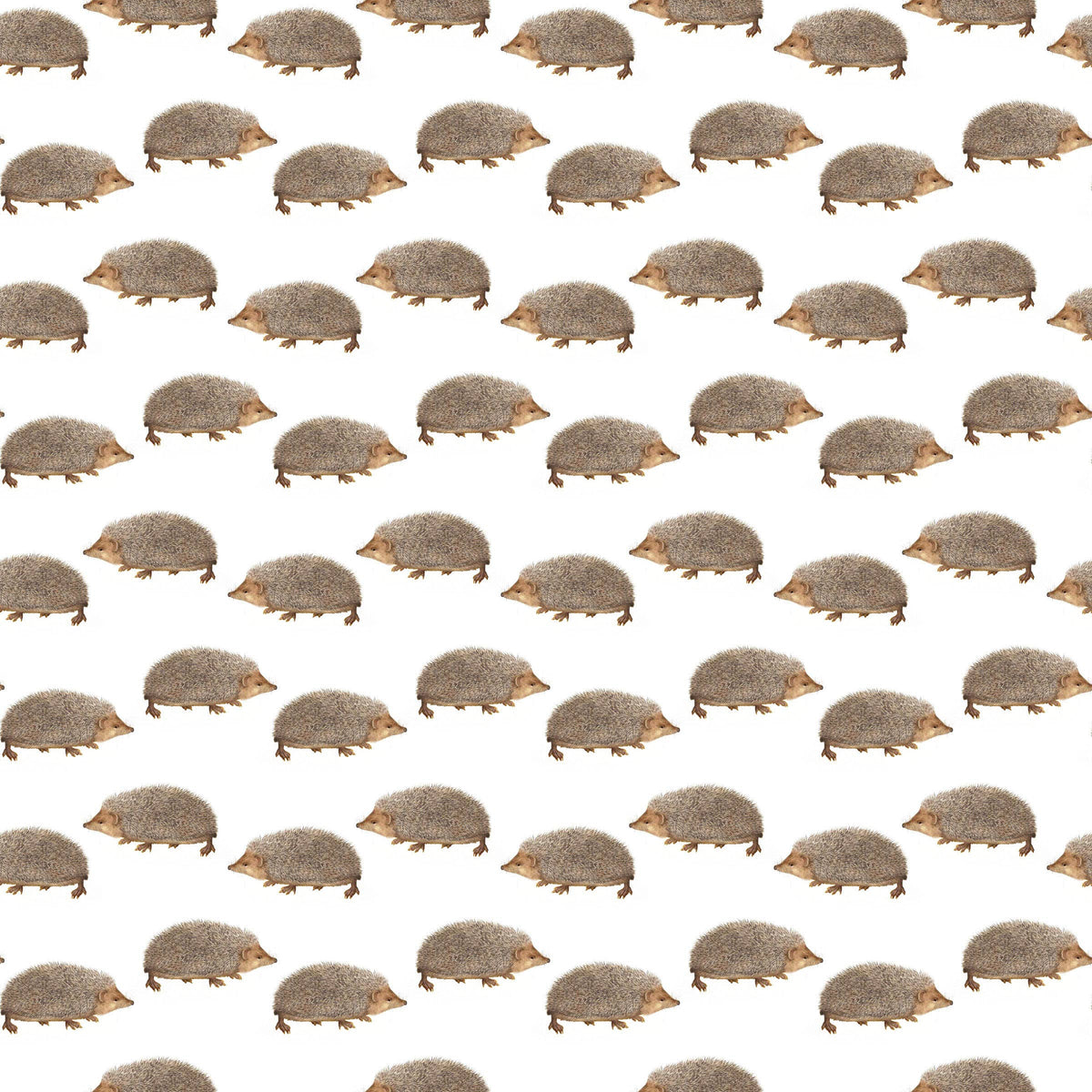Hedgehogs Gift Wrap Single Sheet