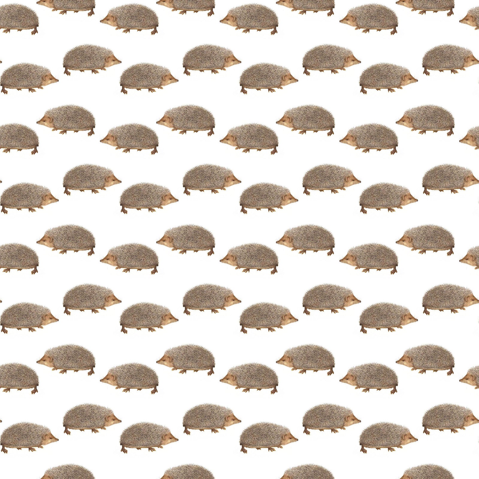Hedgehogs Gift Wrap Single Sheet