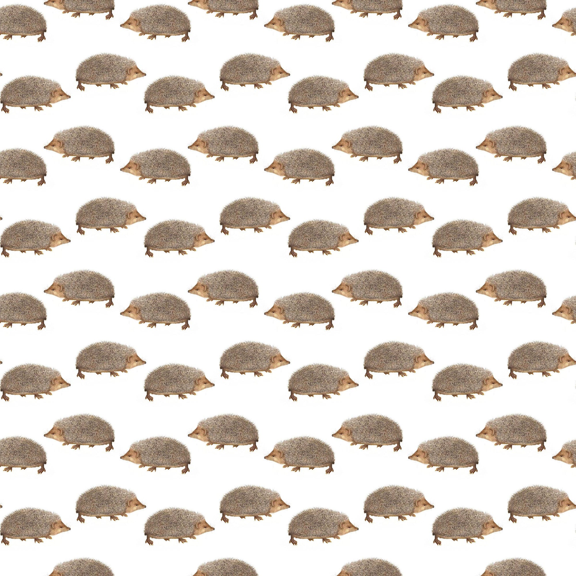 Hedgehogs Gift Wrap Single Sheet