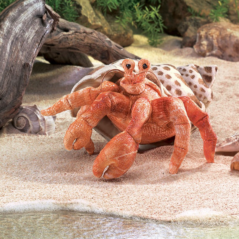 Hermit crab stores near me sale