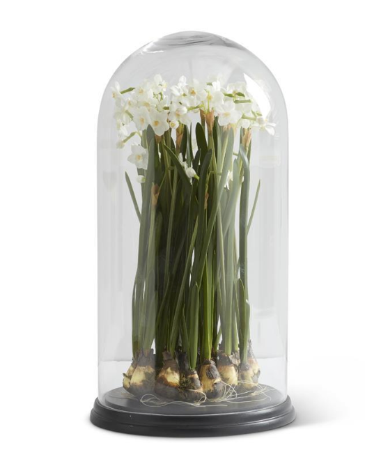 artificial paperwhite flowers in glass dome